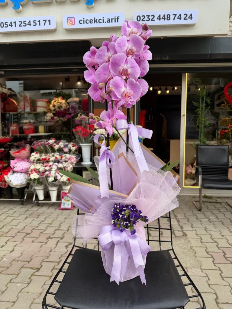 Jumbo 2 Dallı Pembe İthal Orkide