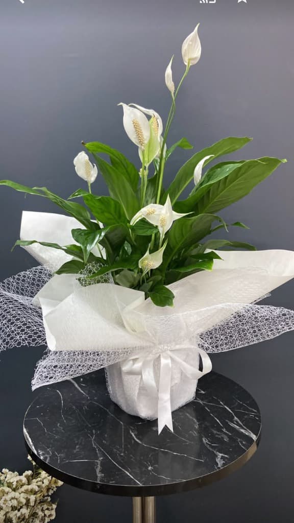 Barış Çiçeği (Spathiphyllum)