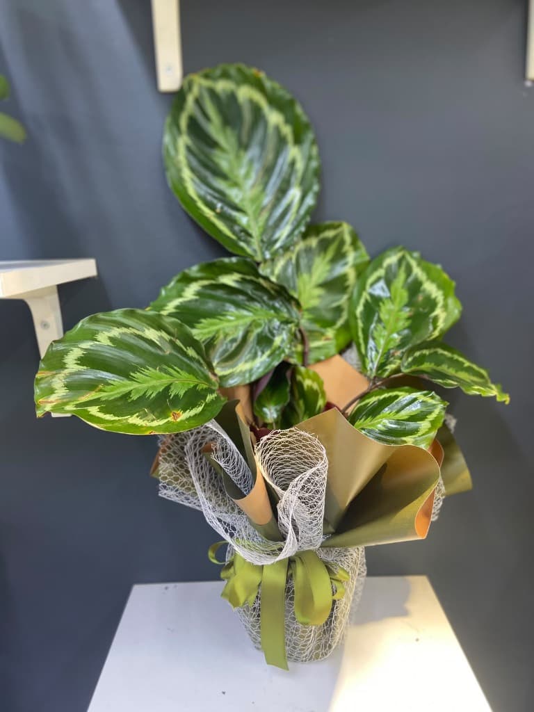 Saksıda Calathea Bitkisi 45-50 cm