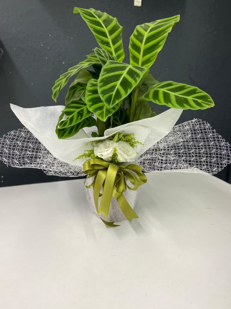 Calathea Zebrina (Dua Çiçeği)